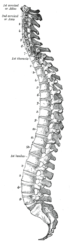 tatouage et péridurale Gray_111_-_Vertebral_column