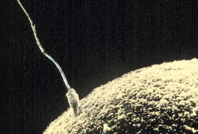 sex : general article  Sperm-egg