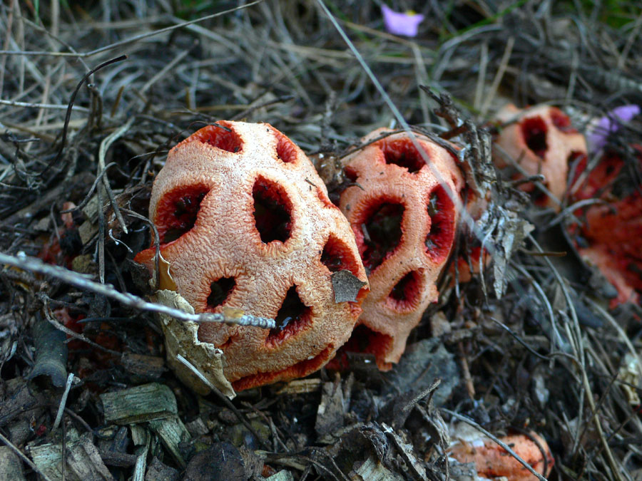 Flora y Fauna - Página 4 Clathrus_ruber3