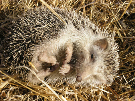 mamíferos insectivoros (I): Erizo Atelerix_algirus