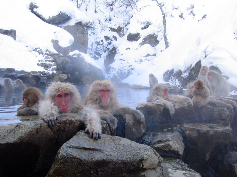 BLOQUE I - Hechos y fenómenos: Japon Jigokudani_hotspring_in_Nagano_Japan_001