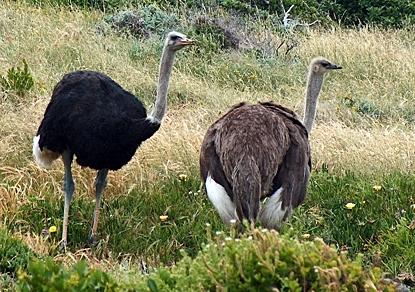 النعامة Ostriches_cape_point_cropped