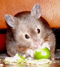 الأقداد أو مايسمى بـالهامستر Cashew_sable_syrian_hamster