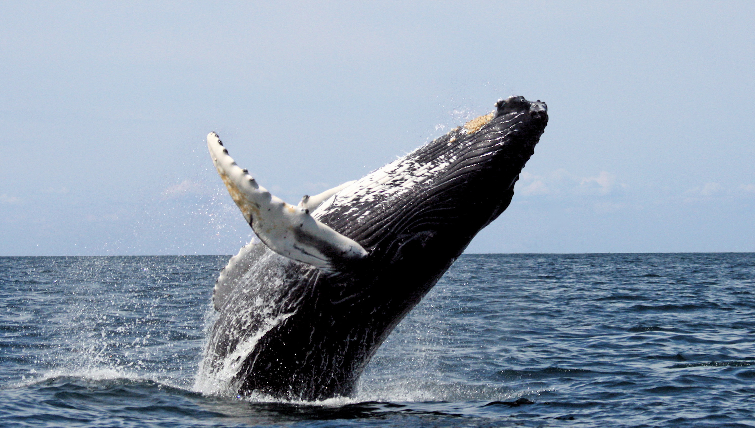 الحيتان البالينية، حيتان العظم الحوتي والحيتان الضخمة Baleen Whale أو Whalebone Whale أو Great Whale Humpback_stellwagen_edit