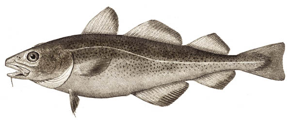 سمك القد Atlantic_cod