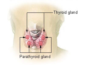 جهاز الغدد الصماء Illu_thyroid_parathyroid