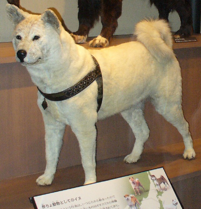 Najpoznatiji psi Hachiko-hakusei