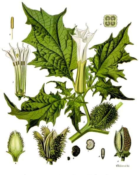 Plantes sauvages ou cultivées TOXIQUES pour les lézards et tortues - Page 3 Datura_stramonium_-_K%C3%B6hler%E2%80%93s_Medizinal-Pflanzen-051