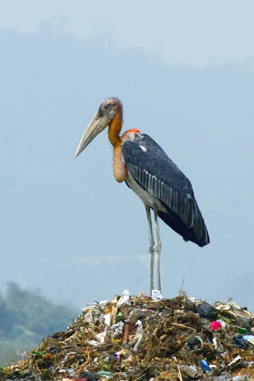 பறவைகளும் பெயர்களும்   - Page 4 Greater_adjutant