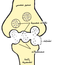 مشبك كيميائي  Synapse_ar