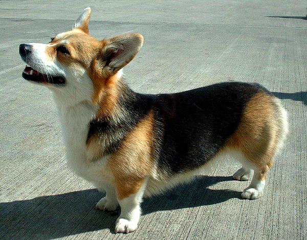 corgi Pembroke_Welsh_Corgi_600