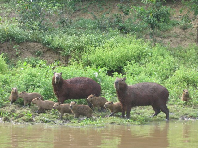 Le plus gros rongeur Capybara_Bolivie