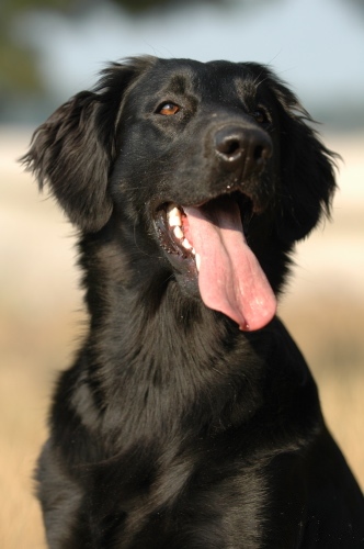 Des petites question de bases... - Page 2 Flatcoat_retriever_2