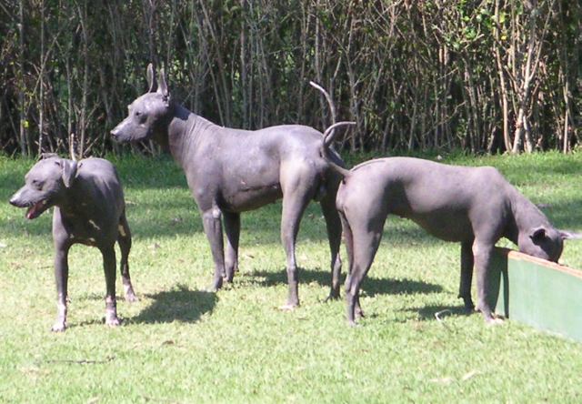 El Chupacabras de Texas - Con fotos. Mexico.Xoloitzcuintle.01