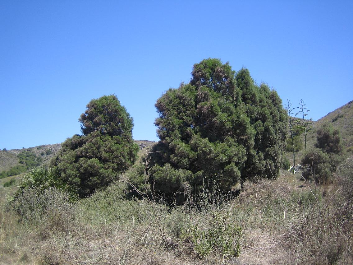 Flora y Fauna Tetraclinis_articulata_cartagena