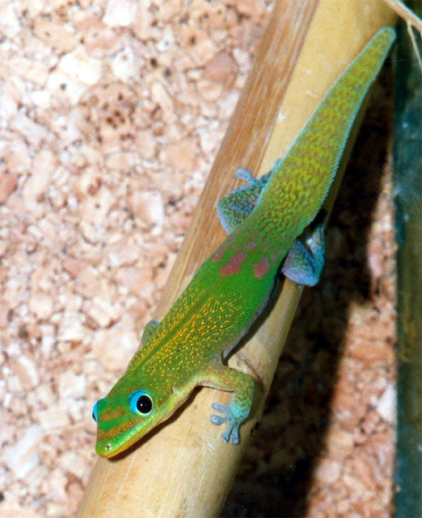  Gecko Phelsuma_l._laticauda