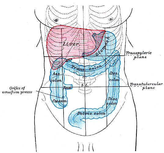 Doença Gastrointestinal Gray1223