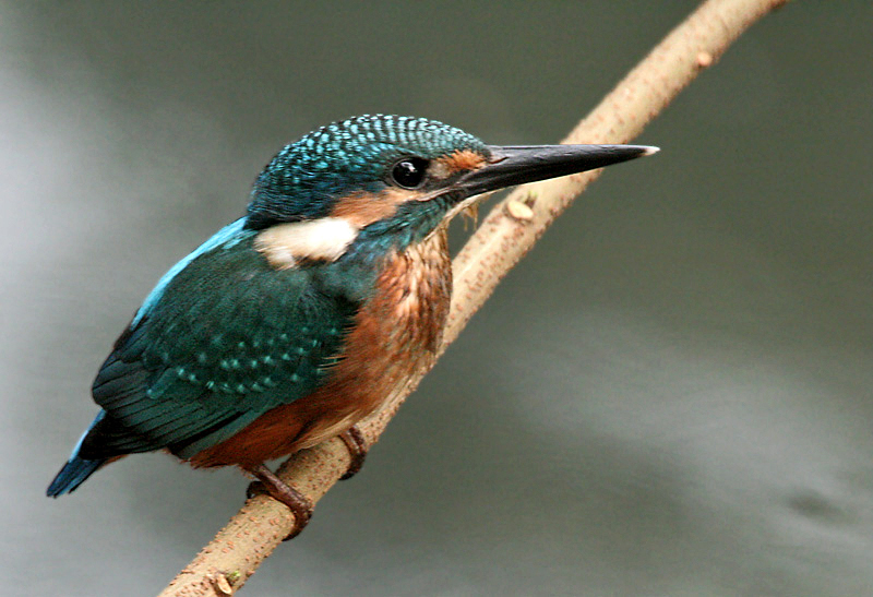 Martin pécheur européen Common_Kingfisher_I_Picture_115