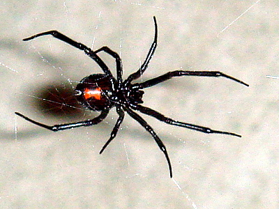 عنكبوت الارملة السوداء بالصور Black_Widow_11-06