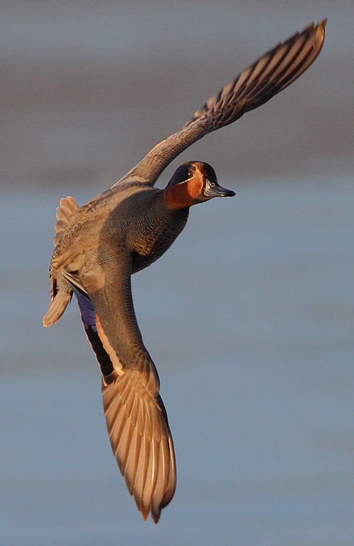 பறவைகளும் பெயர்களும்   - Page 6 Flickr_-_Rainbirder_-_EurasianTeal_in_flight_%28cropped%29