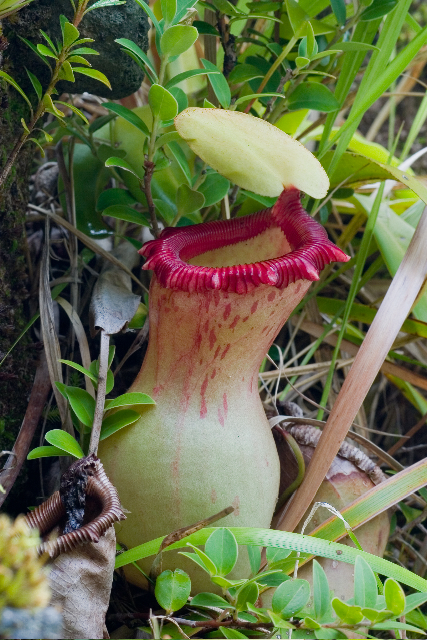 mes plantes carnivores nepenthes highland - Page 3 Nepenthes_ventricosa_ASR_062007_mayon_luzon