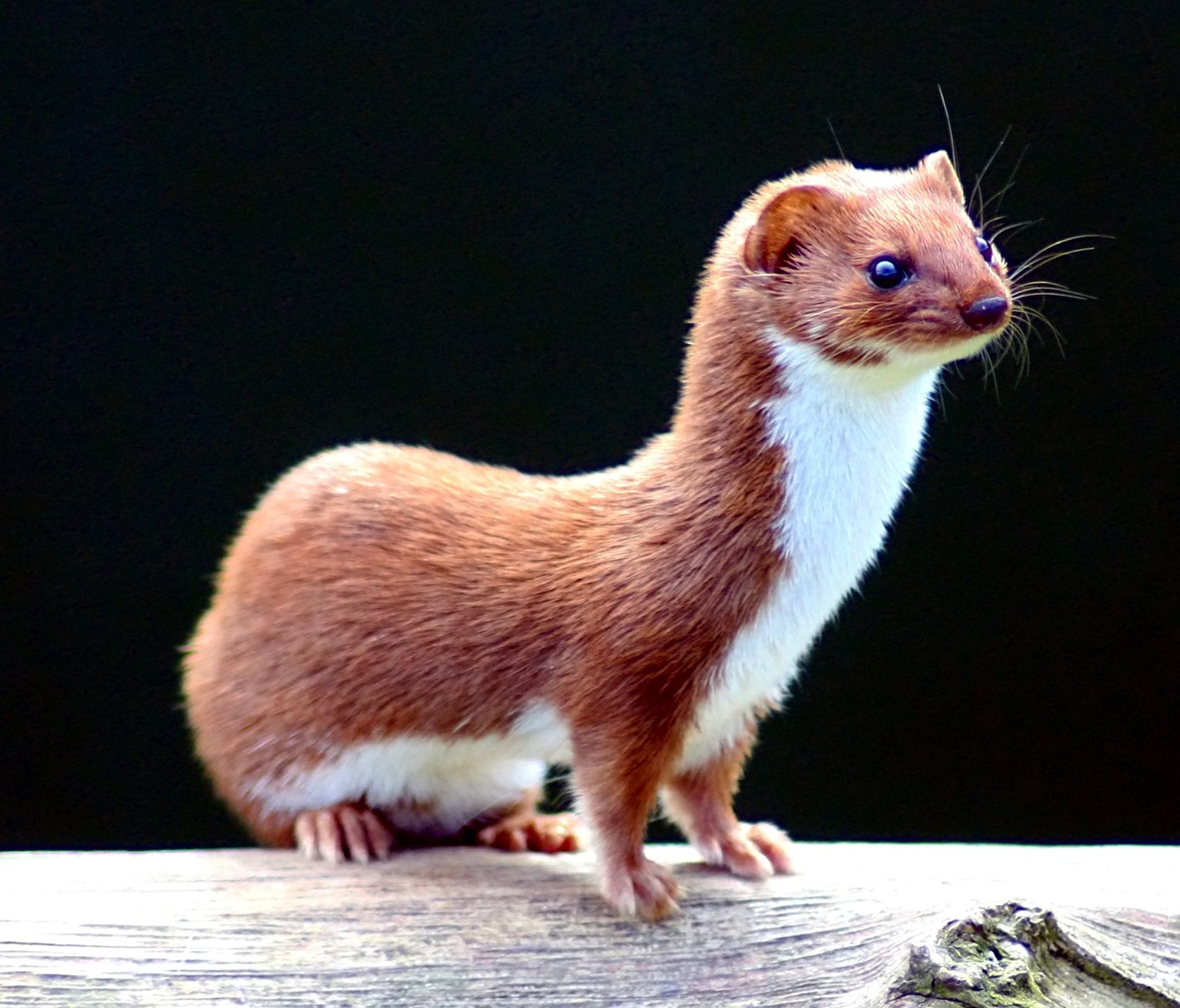 Minks and Weasels Mustela_nivalis_-British_Wildlife_Centre-4