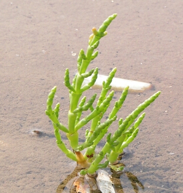 BioCarburant Salicornia_europaea