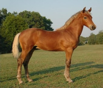 Les robes du cheval SilverMorgan