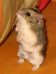 Hmster Ruso de Campbell (Phodopus campbelli) Campbell_hamster