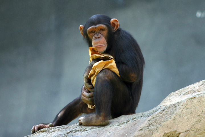 صور قرود Lightmatter_chimp