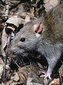 O que deve saber sobre ratos – mitos e factos 220px-Rattus_norvegicus_1