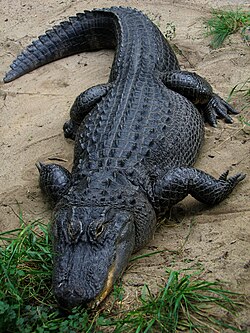 Et si j'tais ... je serais... - Page 3 250px-American_Alligator