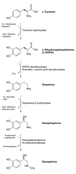 la adrenalina 250px-Catecholamines_biosynthesis.svg