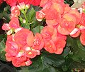 Description and Classification 120px-Begonia_1