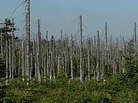 الامطار الحمضية 200px-Acid_rain_woods1