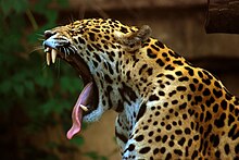 معلومات كامله عن حيوان اليغور 220px-Panthera_onca_at_the_Toronto_Zoo_2