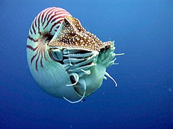   النوتيلوس: الكائن الغريب  250px-Nautilus_profile