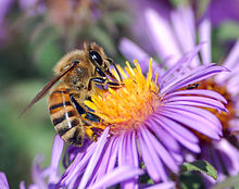 ......النحل........ 220px-European_honey_bee_extracts_nectar