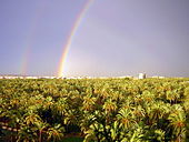 İspaniya ........... 170px-Arcoiris_en_el_Palmeral_de_Elche