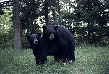 حيواني الفضل الدب  220px-Black_Bears_mating