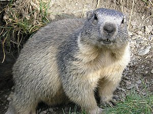 Bilder-Rtsel 300px-Marmota_marmota_Alpes2