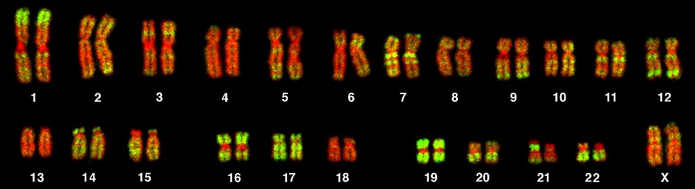 Genética humana y estudio de momias 1000px-PLoSBiol3.5.Fig7ChromosomesAluFish