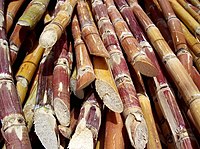 Fornax Trading Centre 200px-Cut_sugarcane