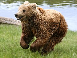 .::El Oso Pardo::. 250px-Brown_bear_%28Ursus_arctos_arctos%29_running