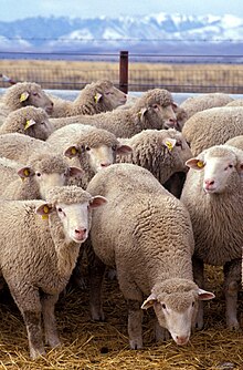 مدينة الأغواط ولاية الأغواط 220px-Flock_of_sheep