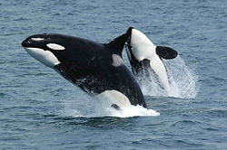 Les orques 250px-Killerwhales_jumping