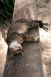 Voyage vers le grand nord... - Page 3 180px-Cat_in_Zanzibar