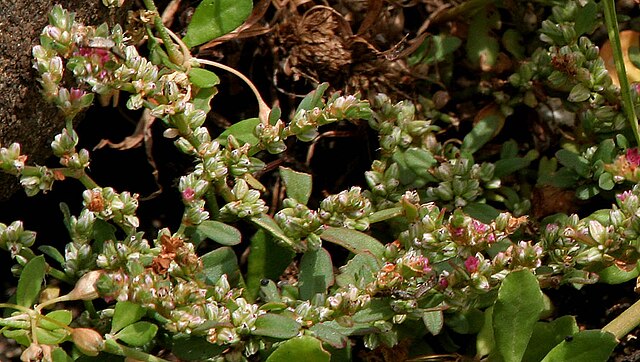 VƯỜN CÂY ĐV II - Page 10 640px-Polygonum_plebeium_W_IMG_0462