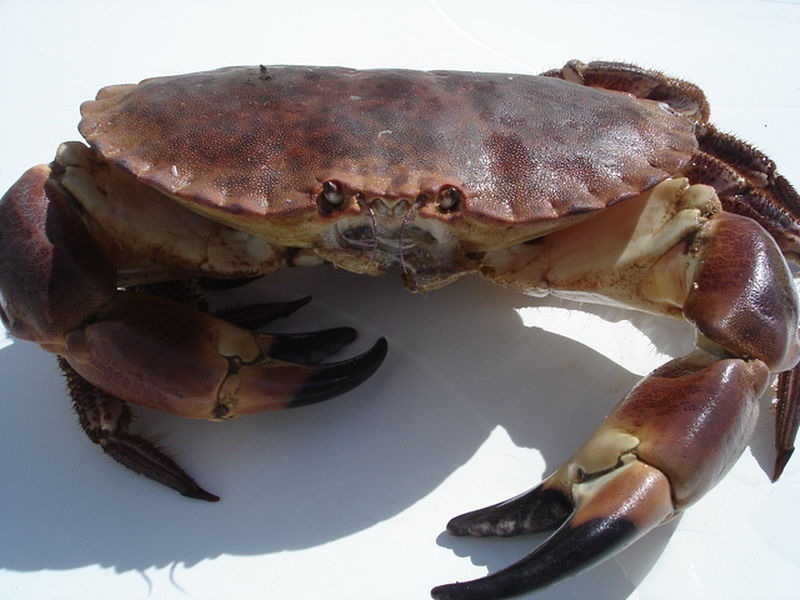 crabe  ............................... 800px-Tourteau1