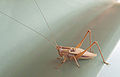   120px-Cricket